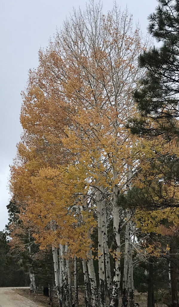 Last of the golden aspen leaves